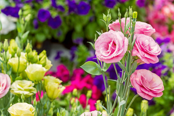 Pink Lisianthus Eustoma Flower Seeds – Heirloom Non-GMO High Germination Organic