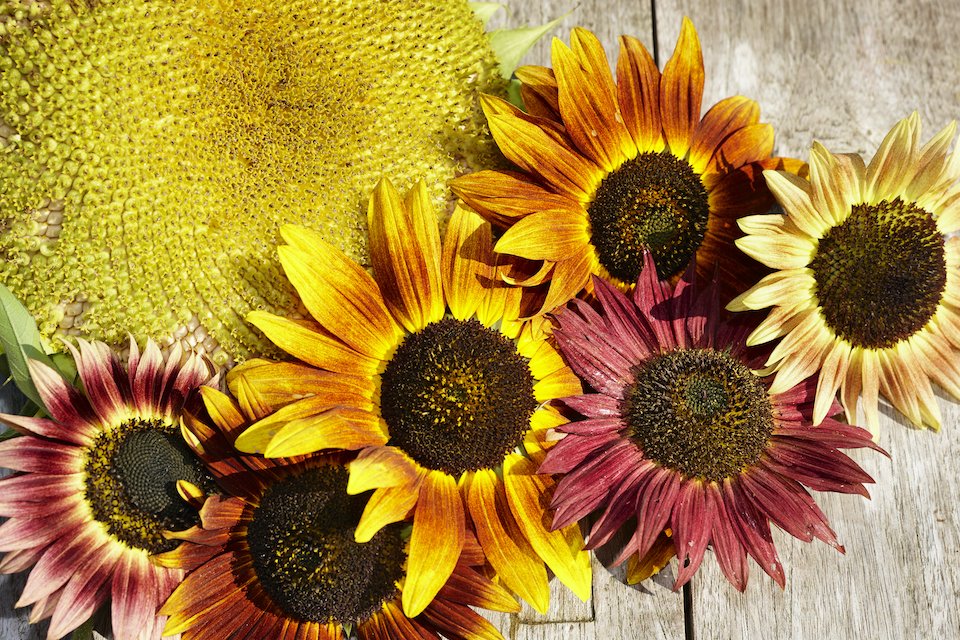 Mixed Sunflower Seeds – Heirloom, Non-GMO, High Germination Organic Garden Seeds