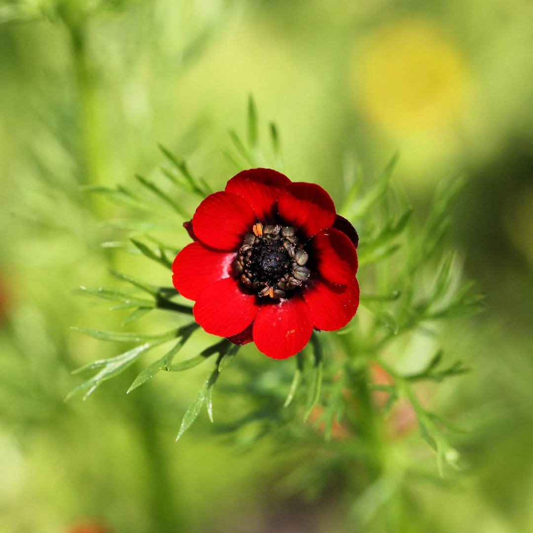 red red flower seeds