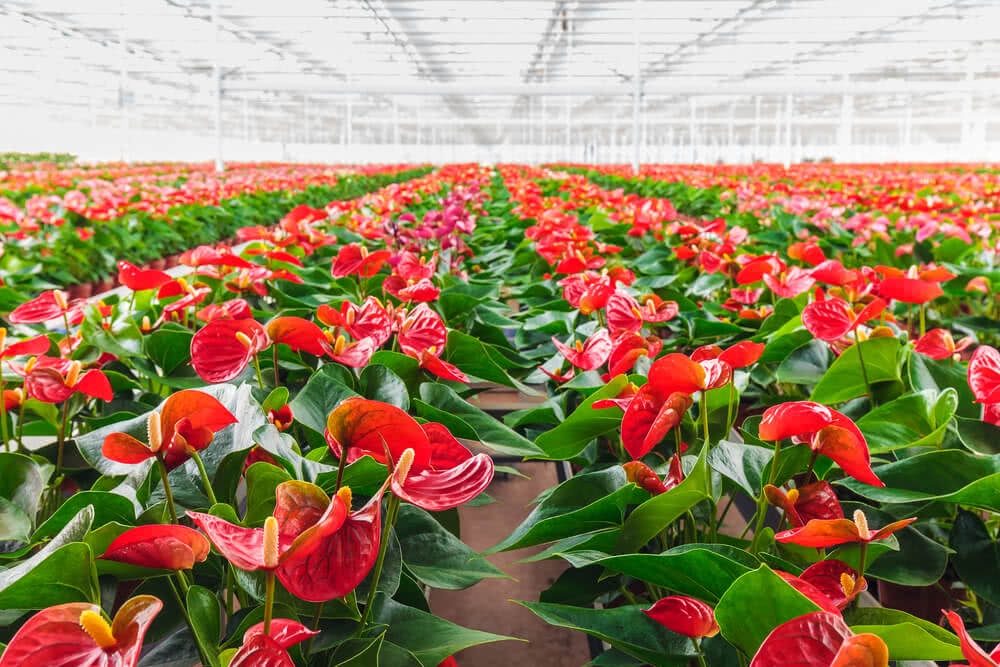 Anthurium Flower Seeds Red for Planting Heirloom Non-GMO High Germination Organic Garden Seeds
