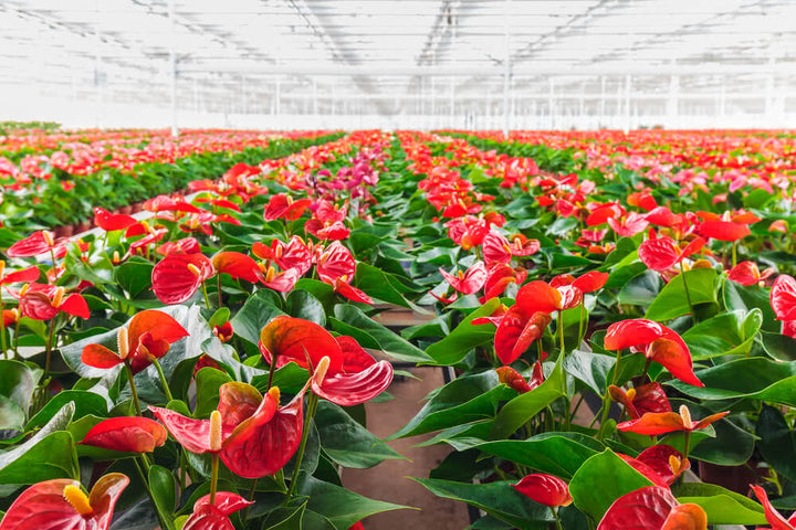 Anthurium Flower Seeds Red for Planting Heirloom Non-GMO High Germination Organic Garden Seeds
