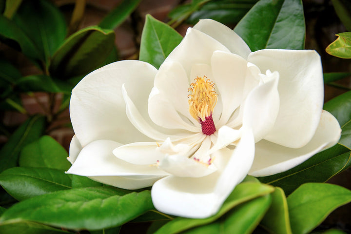 White Magnolia Alba Flower Seeds – Heirloom, Non-GMO, High Germination Seeds