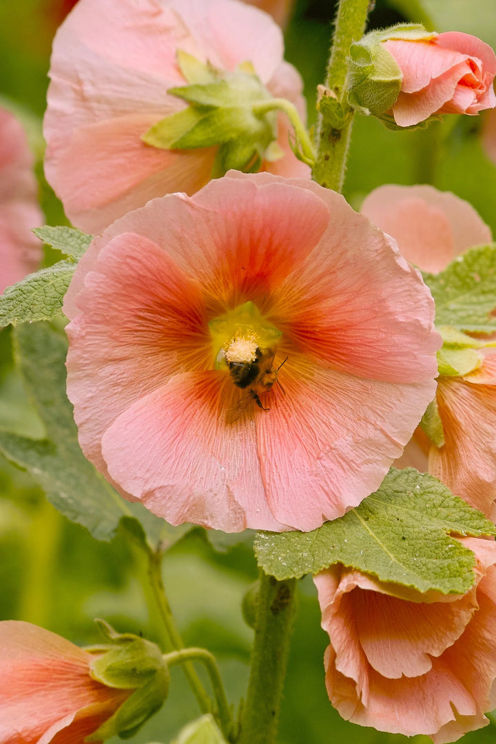 Orange Hollyhock Flowers Seeds – Heirloom, Non-GMO, High Germination Seeds
