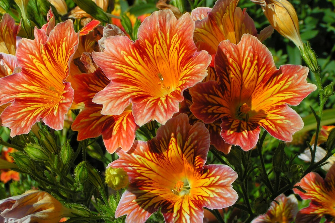 Orange Salpiglossis Flower Seeds – Heirloom, Non-GMO, High Germination Seeds
