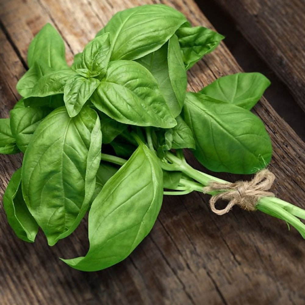 Basil Herb herb seeds