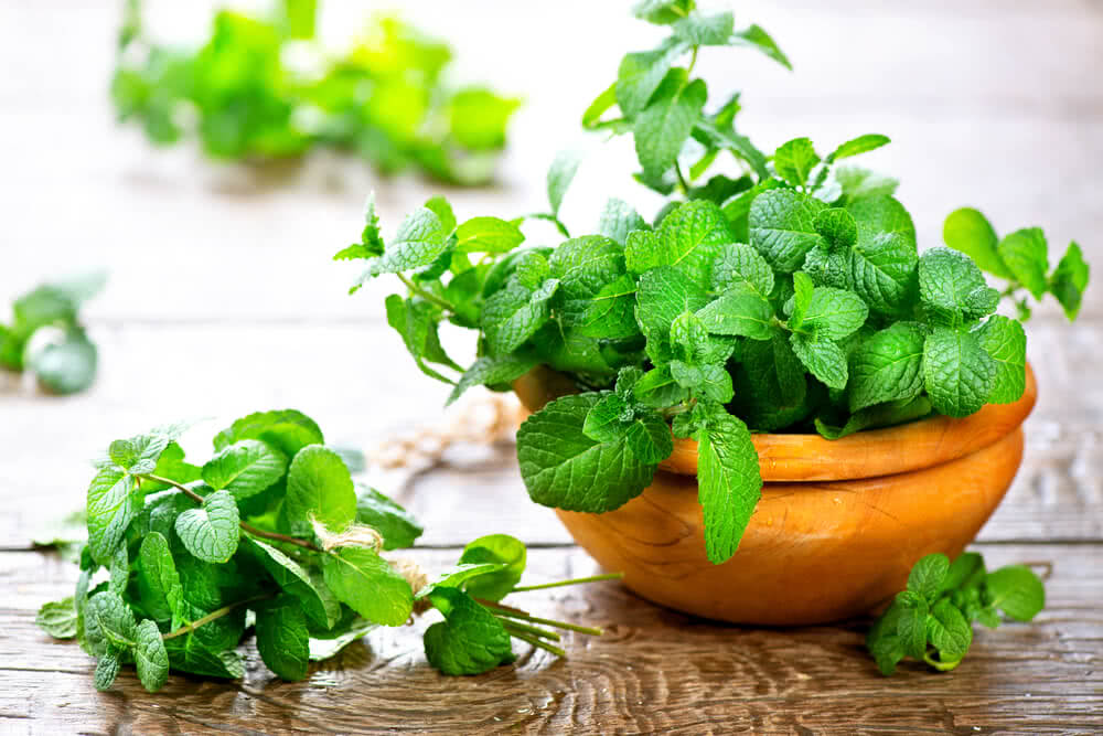 Green Mint herb seeds