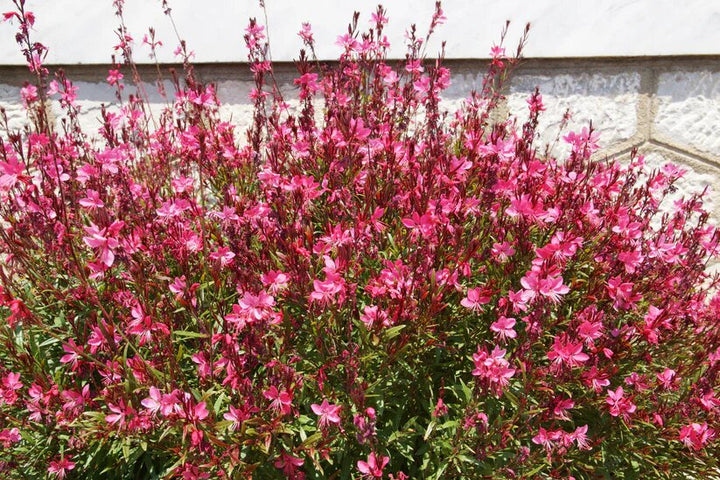 Gaura Flower Seeds Pink – Heirloom, Non-GMO, High Germination Seeds for Planting