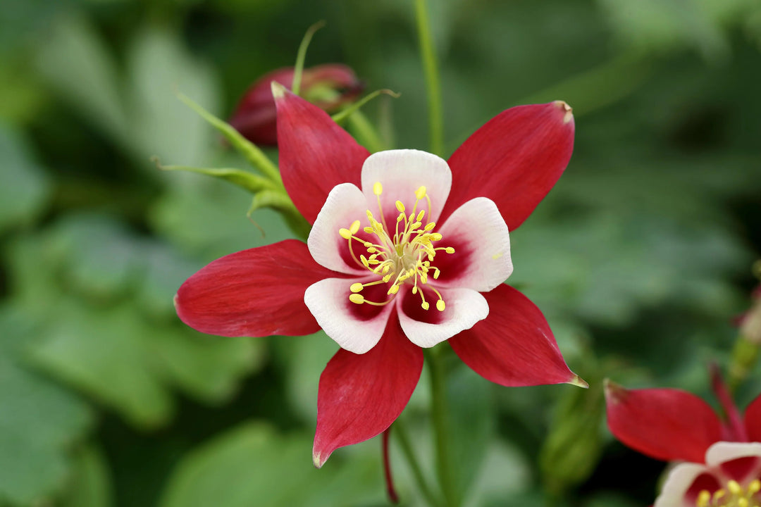 Semillas de flores gigantes de Aquilegia blancas y rojas para plantar, reliquia, sin OMG, alta germinación, semillas de jardín orgánicas