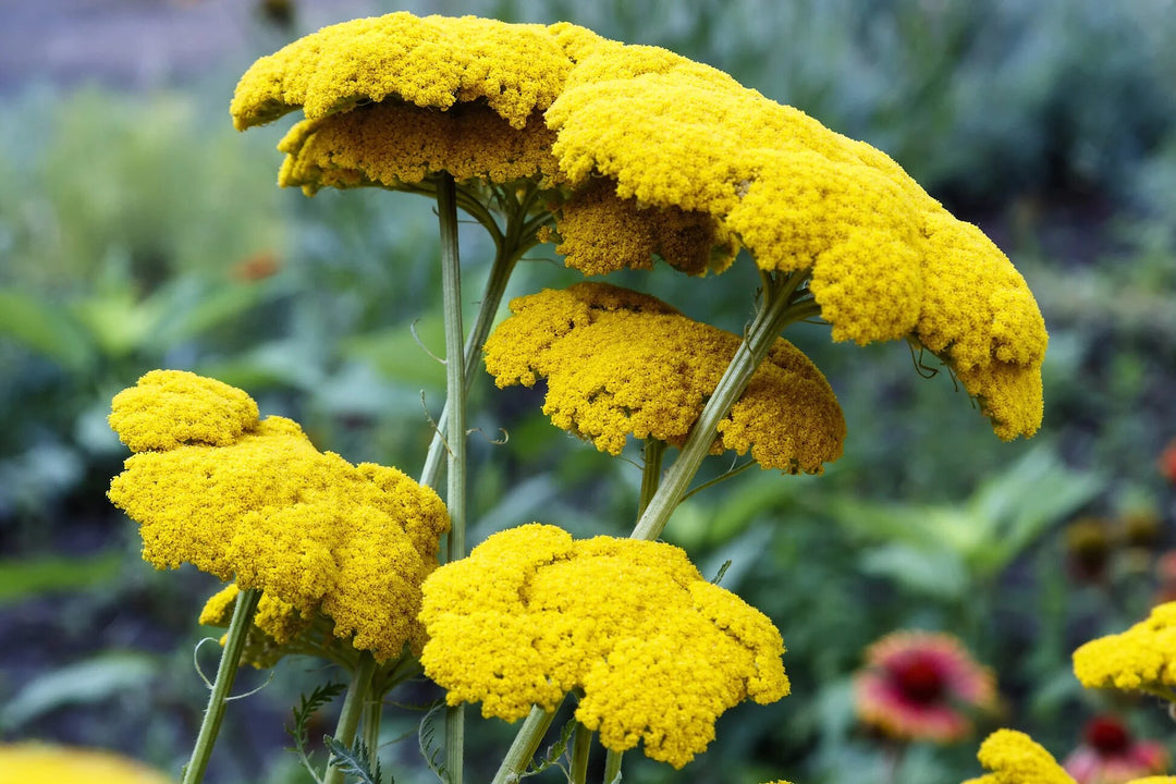 Giant Achillea Flower Seeds Yellow – Heirloom, Non-GMO, High Germination