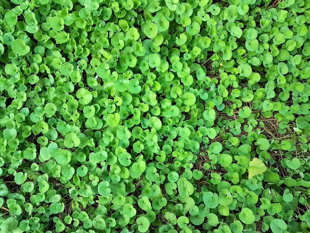 Dichondra Ground herb seeds