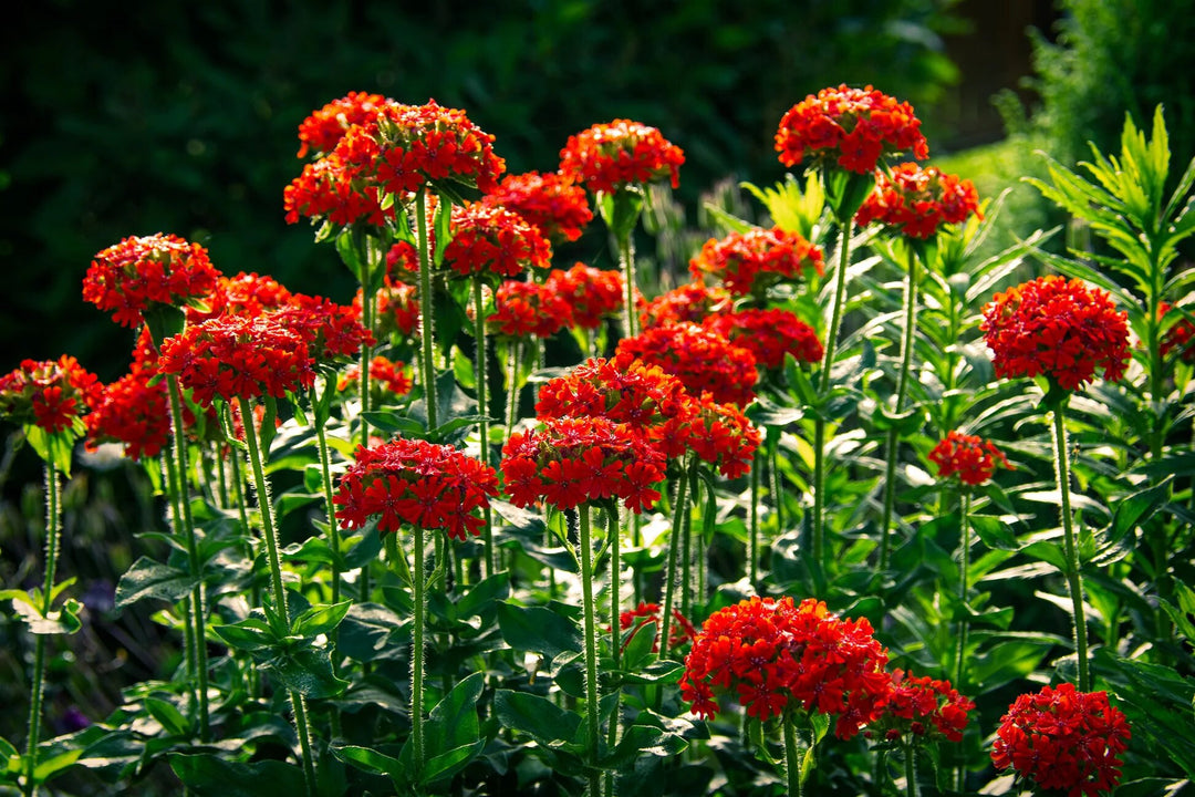 Semillas de flor Lychnis Chalcedonica rojas – De herencia, no transgénicas, de alta germinación