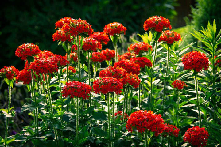 Semillas de flor Lychnis Chalcedonica rojas – De herencia, no transgénicas, de alta germinación