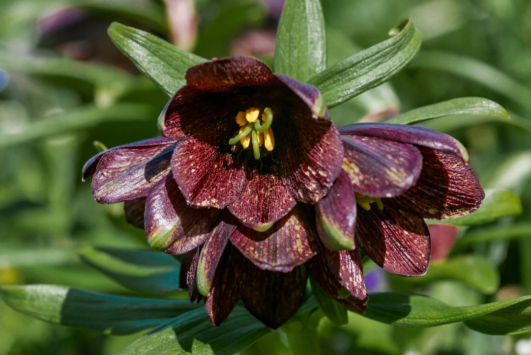 Brown Fritillaria Camschat Censis Flower Seeds – Heirloom, Non-GMO, High Germination, Organic Seeds
