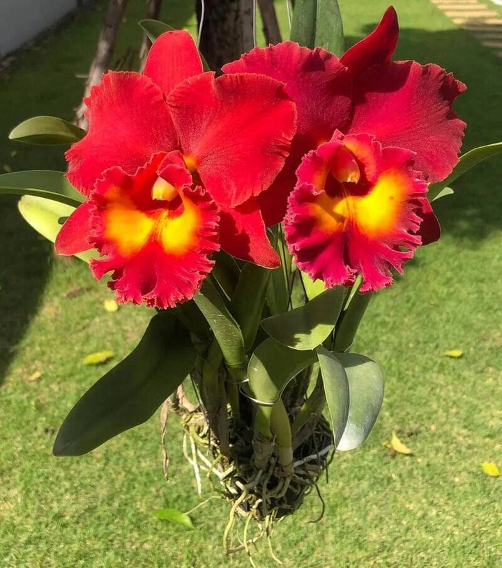 Semillas de Orquídea Cattleya Roja para Sembrar – Herencia No-GMO Alta Germinación