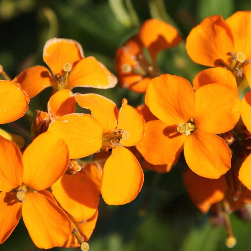 Orange Cheiranthus Allionii Flower Seeds – Heirloom, Non-GMO, High Germination
