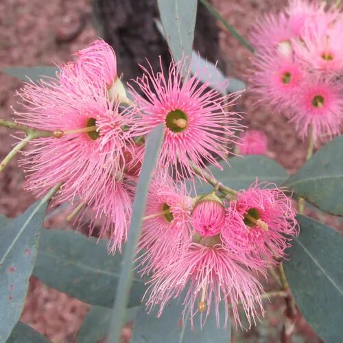 Pink Eucalyptus Sideroxylon Plant Seeds for Planting | Heirloom Non-GMO High Germination Seeds