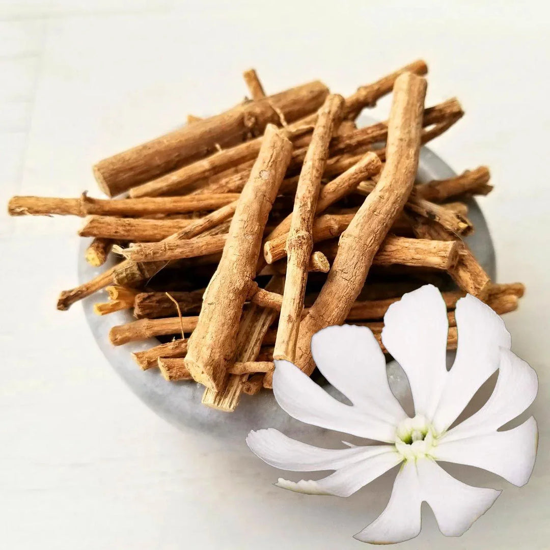 Silene Capensis herb seeds