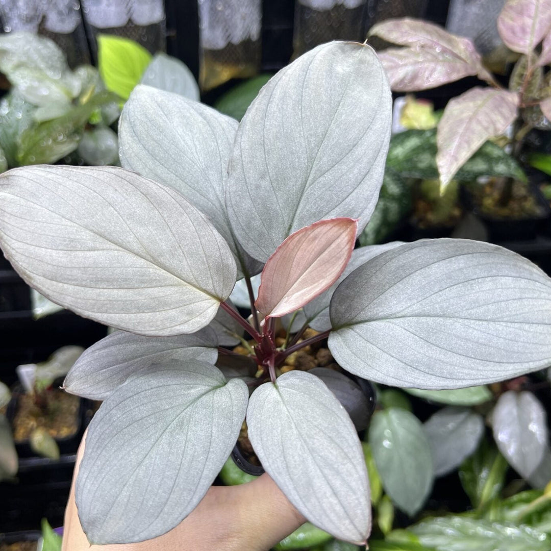 Green Humilis herb seeds