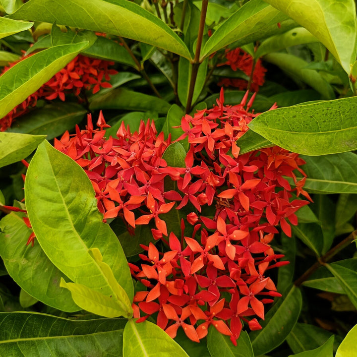 Red Ixora Flower Seeds – Heirloom, Non-GMO, High Germination Seeds