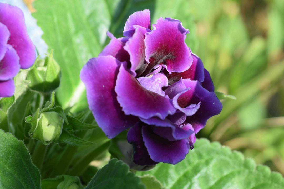 Purple Gloxinia Flower Seeds Heirloom Non-GMO High Germination Organic Garden Seeds for Planting