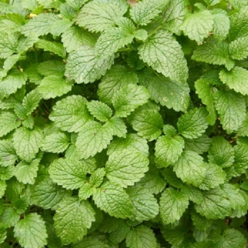 Lemon Balm herb seeds