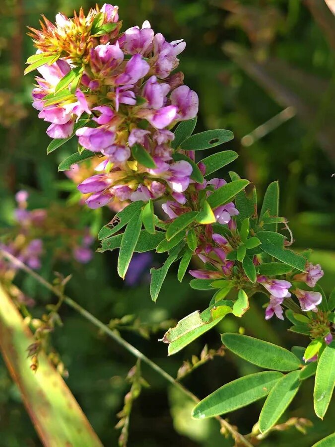 Lespedeza Blumensamen Hellrosa – Alte Sorte, gentechnikfrei, keimfreudige Samen
