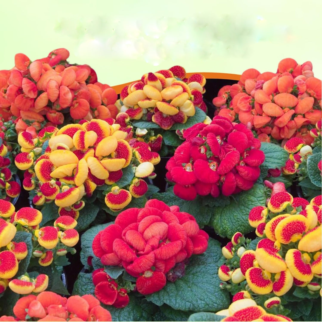 Mixed Calceolaria Flower Seeds – Heirloom, Non-GMO, High Germination Seeds
