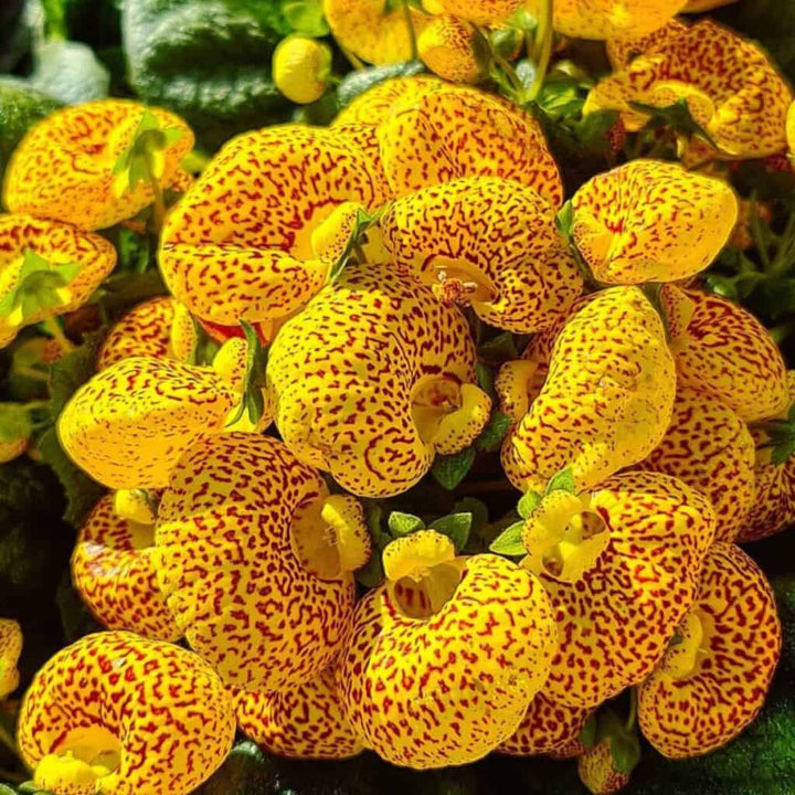 Yellow Red Calceolaria Flower Seeds – Heirloom, Non-GMO, High Germination, Organic Seeds