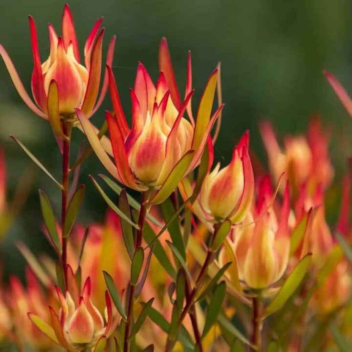 Red Yellow Leucadendron Flower Seeds – Heirloom Non-GMO High Germination Seeds