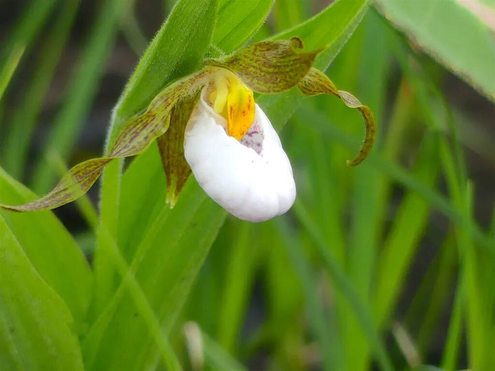 Cypripedium Flower Seeds White – Heirloom Non-GMO High Germination Seeds