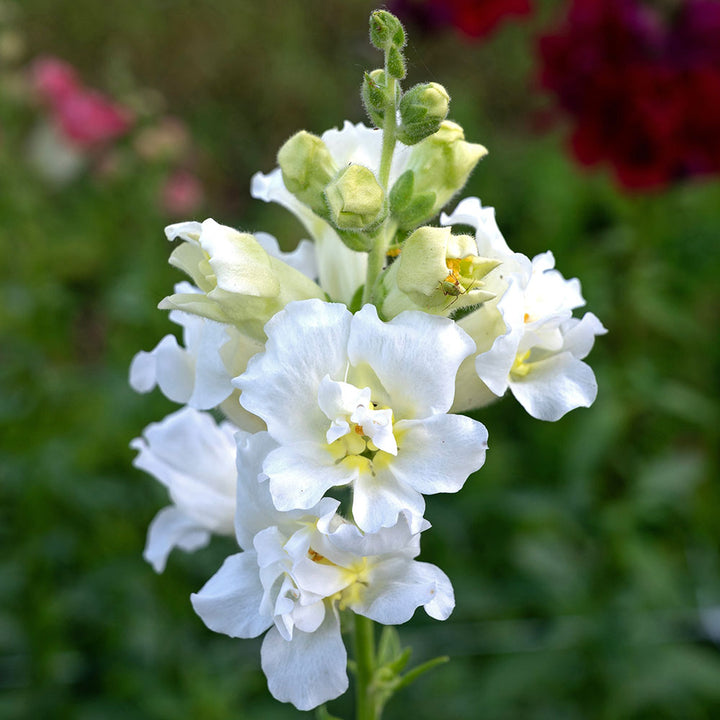 White Antirrhinum Makos Flower Seeds for Planting – Heirloom Non-GMO High Germination Seeds