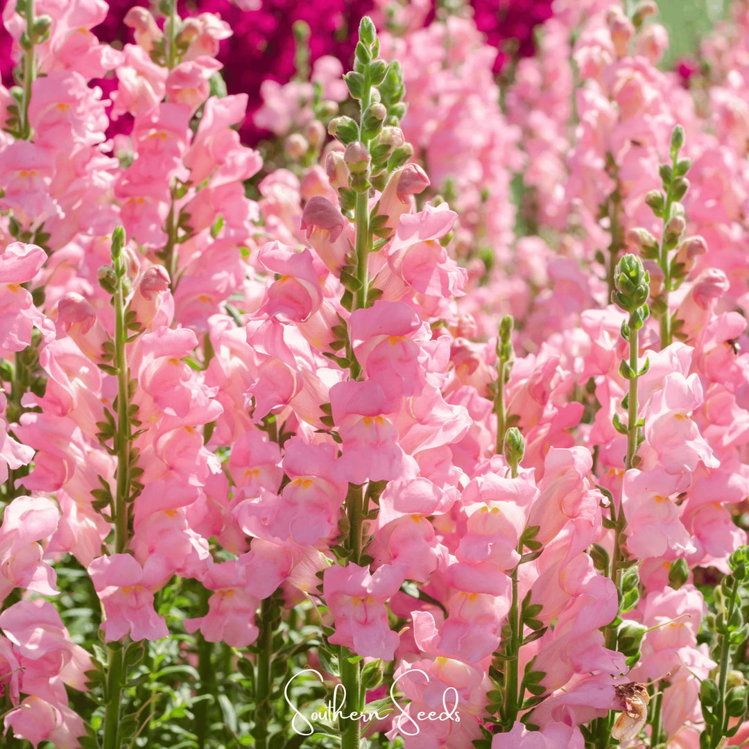 snapdragon rose flower seeds