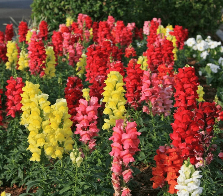 snapdragon tetra flower seeds