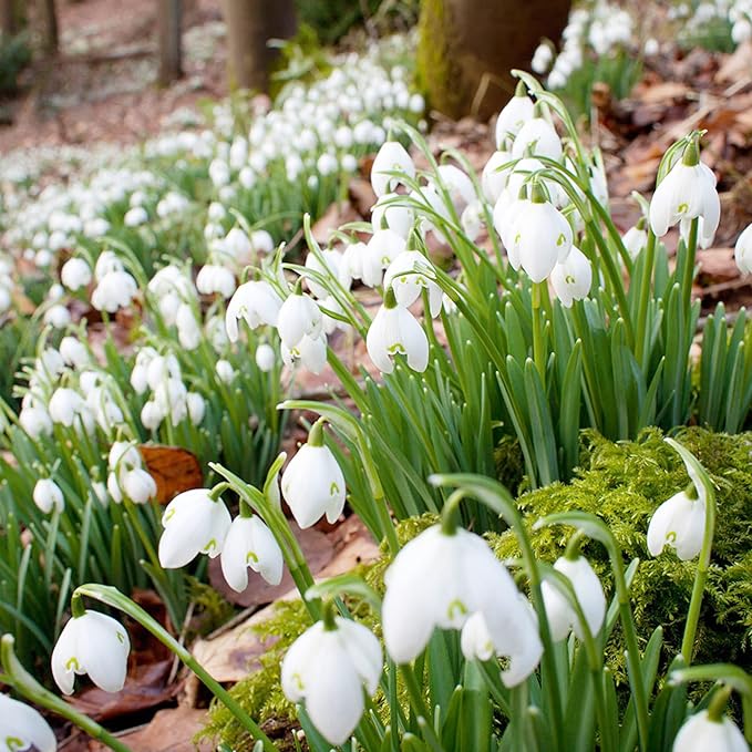 snowdrop galanthus flower seeds