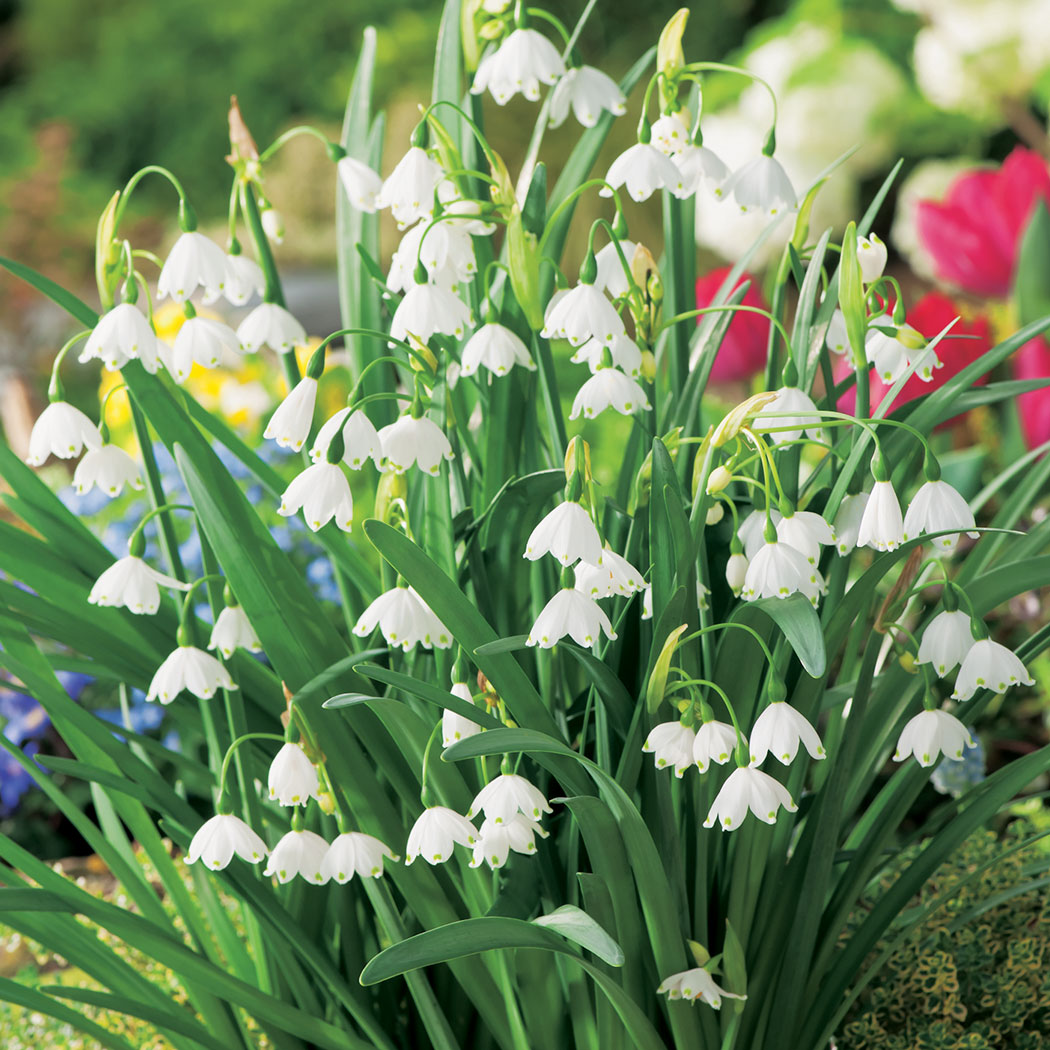 white rich flower seeds
