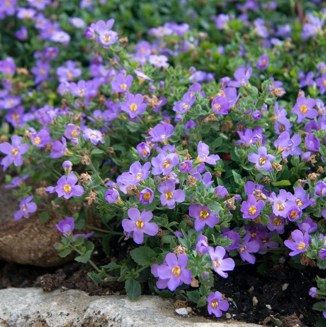 Bacopa Flower Seeds Purple for Planting – Heirloom Non-GMO High Germination Organic Seeds