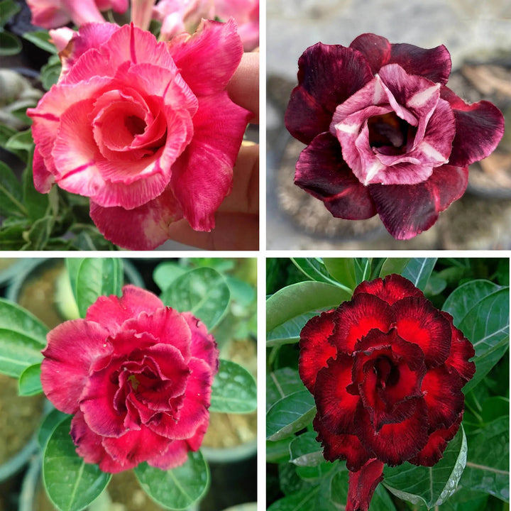Mixed Adenium Rose Flower Seeds – Heirloom, Non-GMO, High Germination Seeds