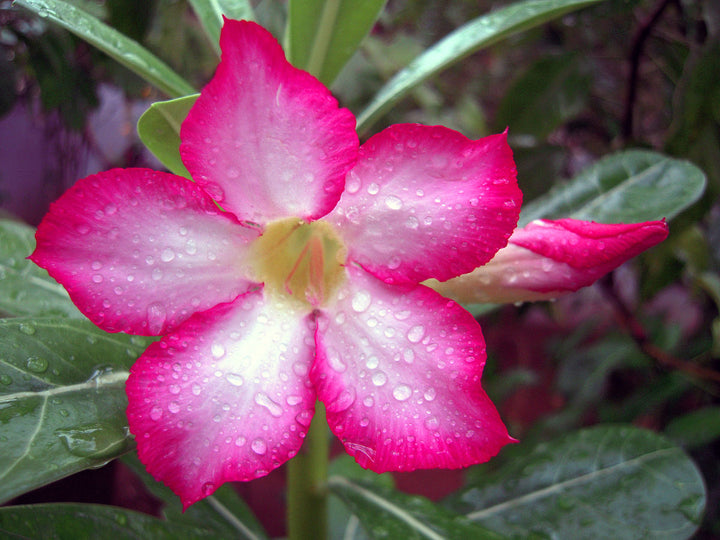 Adenium Flower Seeds Pink for Planting – Heirloom Non-GMO High Germination Organic Garden Seeds