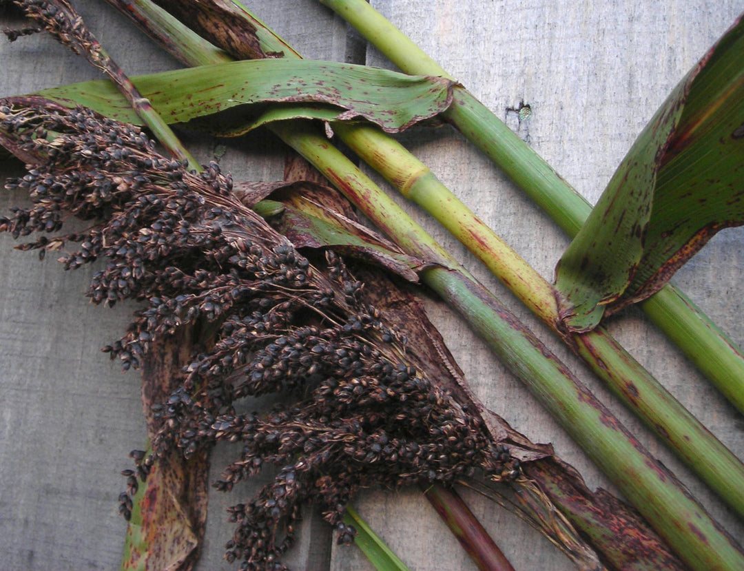 Black Amber herb seeds