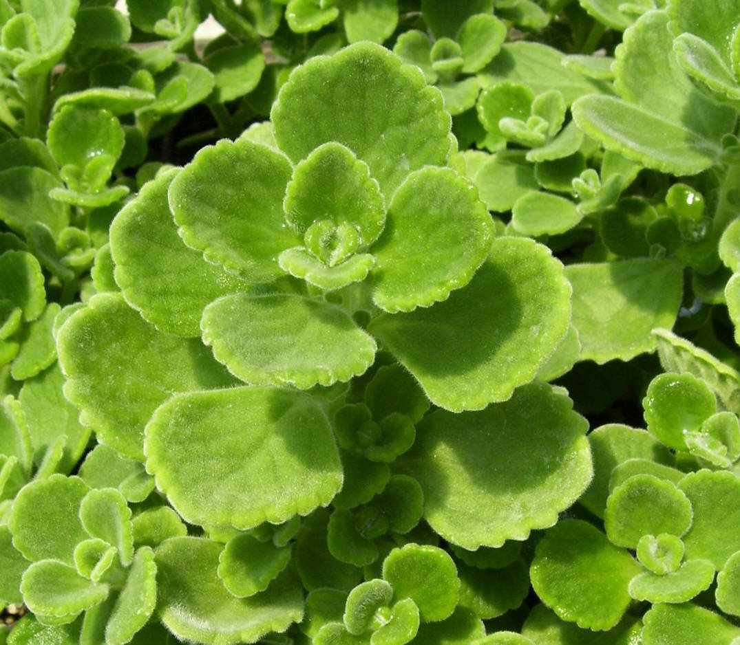 spanish thyme flower seeds
