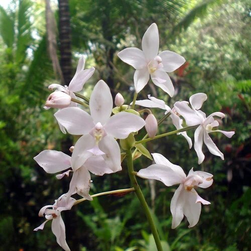 Orchid Flower Seeds White – Heirloom, Non-GMO, High Germination Seeds