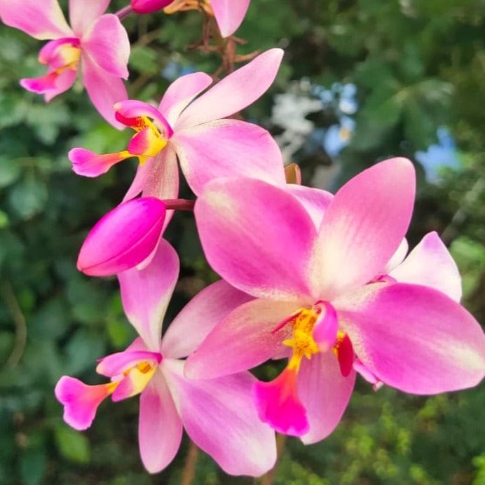 Giant Orchid Flower Seeds Pink – Heirloom, Non-GMO, High Germination Seeds