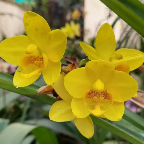 Yellow Orchid Flower Seeds – Heirloom, Non-GMO, High Germination Seeds