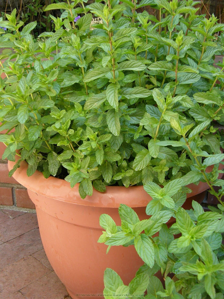 Green Spearmint Seeds – Heirloom &amp; Non-GMO Refreshing Herb for Drinks and Culinary Use Seeds for Planting