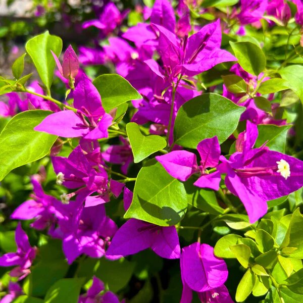 Purple Bougainvillea Flower Seeds – Heirloom, Non-GMO, High Germination, Organic Garden Seeds