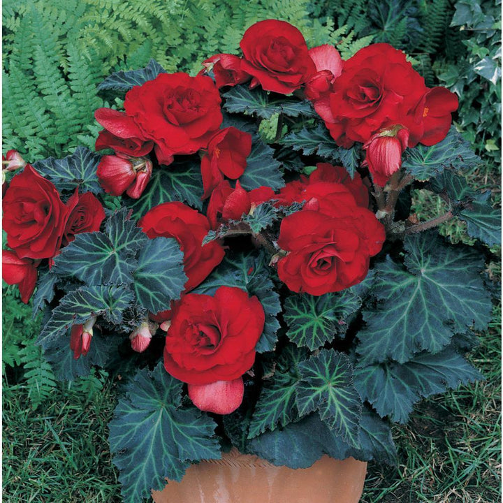 Maroon Begonia Flower Seeds for Planting – Heirloom Non-GMO High Germination Organic Seeds