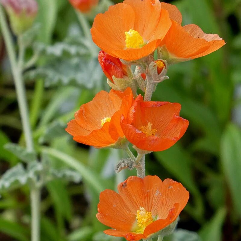Orange Sphaeralcea Flower Seeds – Heirloom, Non-GMO, High Germination Seeds