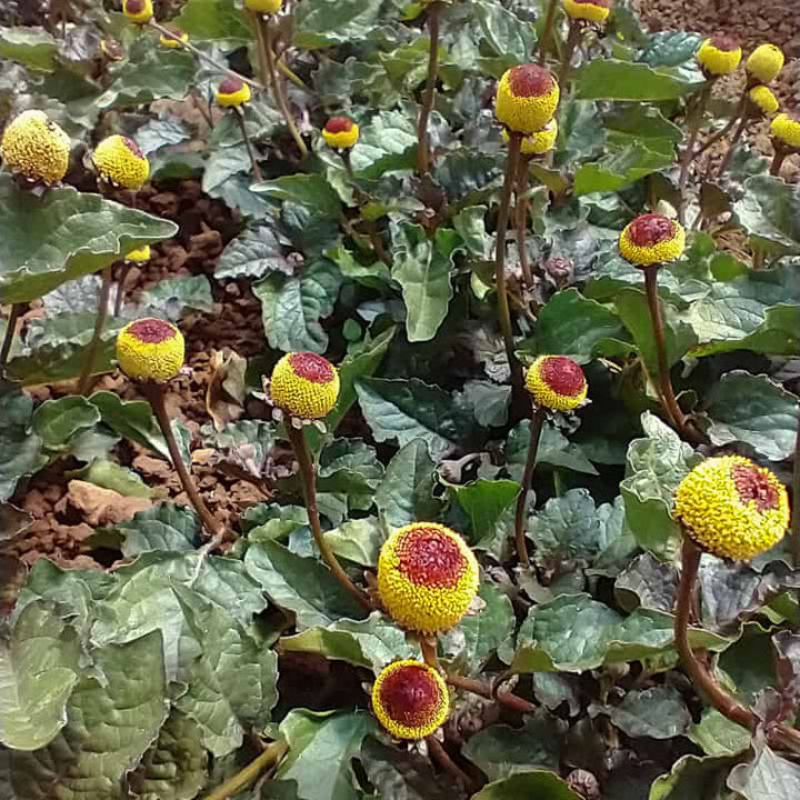 Yellow Acmella Oleracea Flower Seeds for Planting – Heirloom Non-GMO Organic Garden Seeds