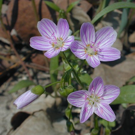 Claytonia Flower Seeds Purple – Heirloom, Non-GMO, High Germination Organic Garden Seeds