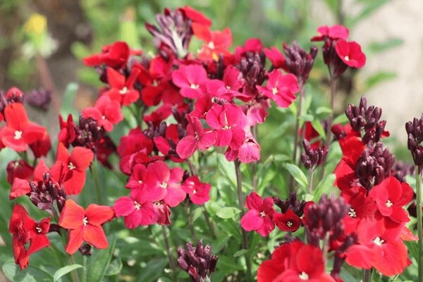 Rote Goldlack-Samen zum Pflanzen – Alte Sorte, gentechnikfrei, keimstark, Bio-Gartensamen